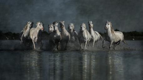 Majestic White Horses in Moonlit Water wallpaper