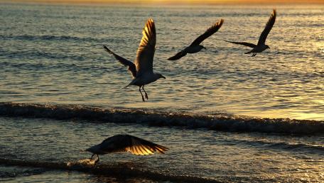 Soaring Seagulls at Sunset wallpaper