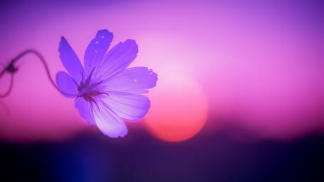 Vibrant Purple Flower Against a Dreamy Background wallpaper