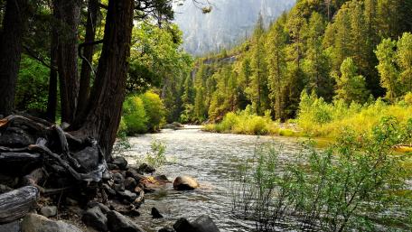 Serene River Amidst Lush Greenery wallpaper