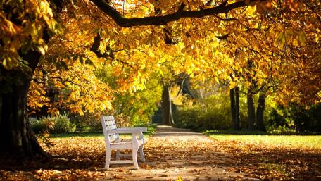 Autumn Serenity in the Park wallpaper