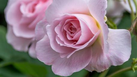 Delicate Pink Rose Blossom Inspiring Tranquility wallpaper