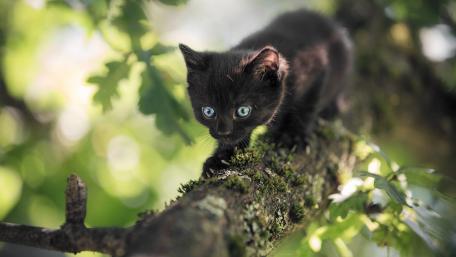 Playful Black Cat on a Tree Branch wallpaper