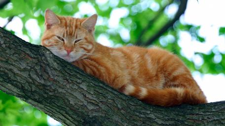 Relaxing Cat on a Tree Branch in Nature's Embrace wallpaper