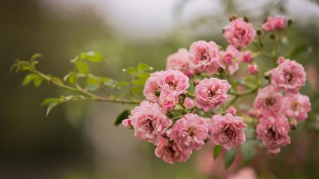 Delicate Pink Roses in Bloom wallpaper