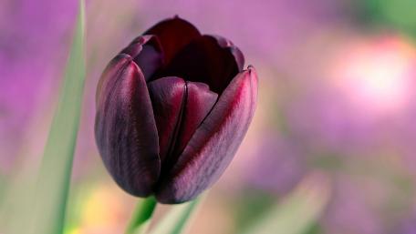 Elegant Tulip Amidst a Dreamy Blur wallpaper