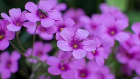 Vibrant Purple Floral Scene with Delicate Petals wallpaper