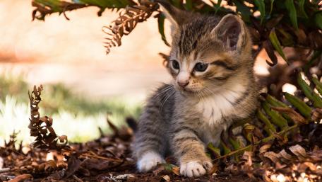 Adorable Kitten in Nature's Embrace wallpaper