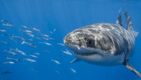 Majestic Shark Swimming in Crystal Clear Waters wallpaper