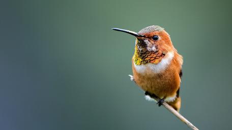 Vibrant Hummingbird Perched Gracefully wallpaper
