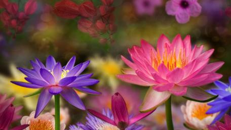 Vibrant Lotus Flowers in Bloom wallpaper