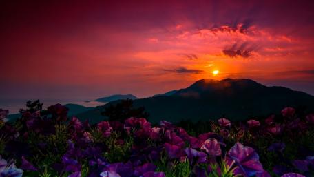 Vibrant Sunset Over Flower-Laden Hillside wallpaper