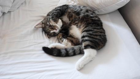Cozy Cat Napping Bliss wallpaper