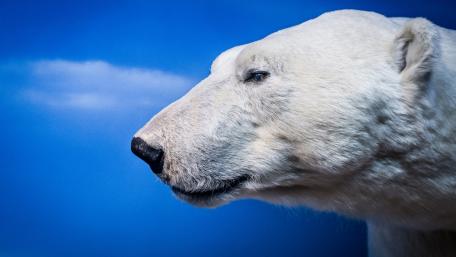 Majestic Polar Bear Portrait wallpaper