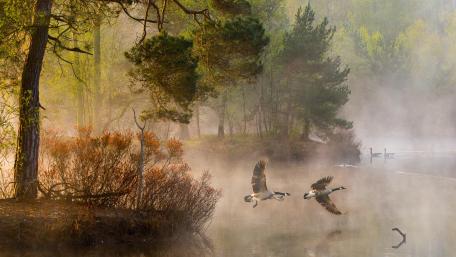 Serenity in Misty Reflections of Nature wallpaper