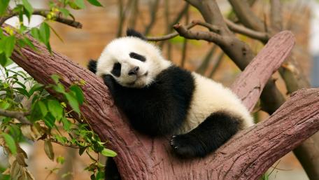 Peaceful Panda in Nature's Embrace wallpaper