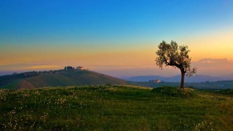 Serenity of a Lone Tree at Dusk wallpaper