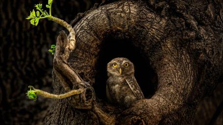 Wise Owl Nestled in an Ancient Tree Trunk wallpaper
