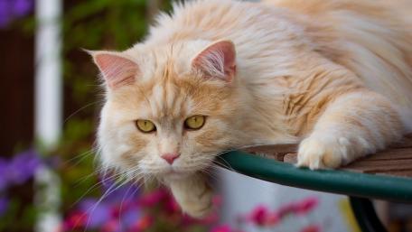 Fluffy Cat Relaxing in a Garden Scene wallpaper