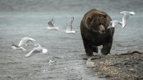 Majestic Bear Amidst Soaring Birds wallpaper