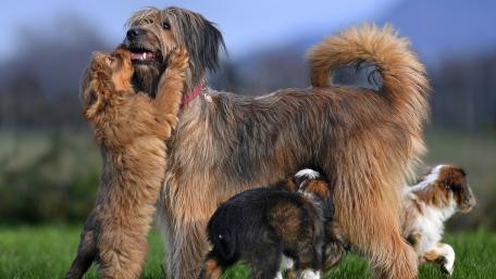Playful Puppies and Their Loving Momma Dog wallpaper