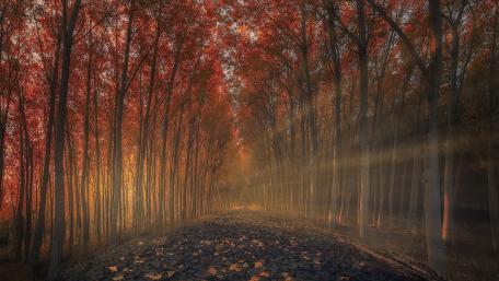 Autumn Serenity in a Sunlit Forest Pathway wallpaper