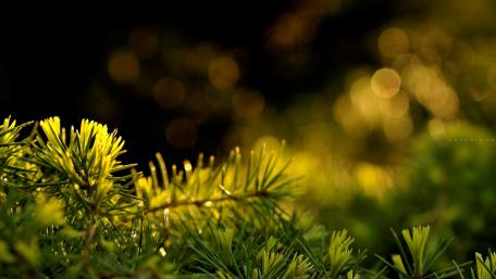 Golden Bokeh on Evergreen Twigs wallpaper
