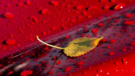 Autumn Leaf with Glimmering Waterdrops wallpaper