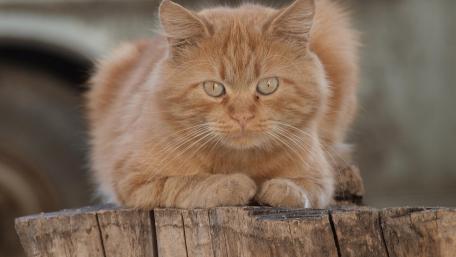 Charming Ginger Cat on Rustic Wood Log wallpaper