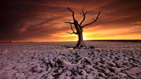 Solitary Tree at Dusk Watching the Sunset wallpaper