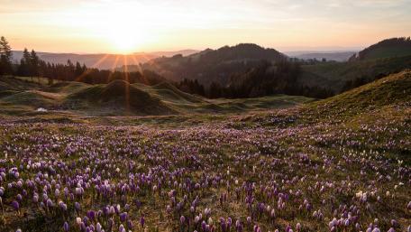 Blooming Meadow at Sunrise wallpaper