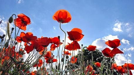 Vibrant Poppy Field Under a Bright Sky wallpaper