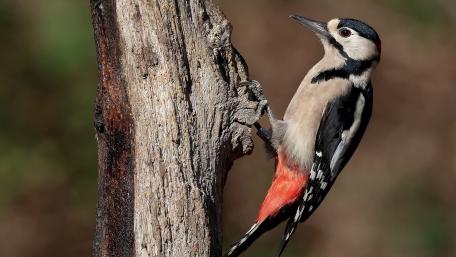 Vibrant Woodpecker Resting on a Tree Trunk wallpaper