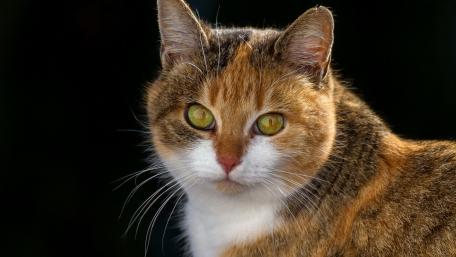 Majestic Feline Staring Out Intently wallpaper