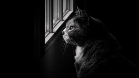Quiet Contemplation of a Cat by the Window wallpaper
