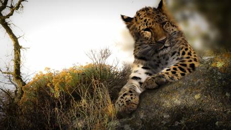 Majestic Leopard in Serene Wilderness wallpaper