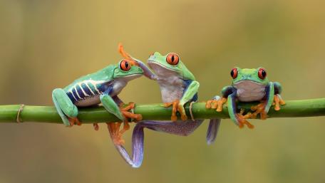 Frogs Having a Fun Time Together wallpaper