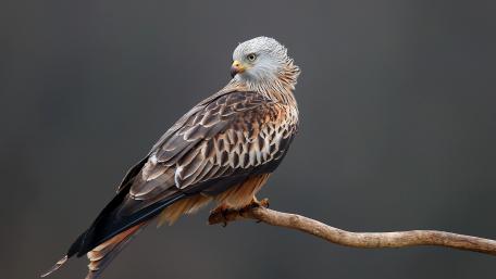 Majestic Bird of Prey Perched on a Branch wallpaper