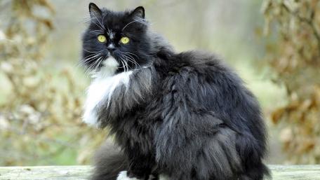 Majestic Fluffy Cat in Nature Scene wallpaper