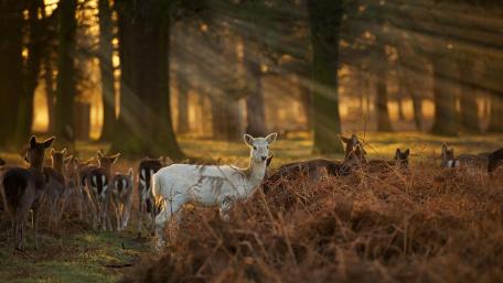 White faun deer wallpaper