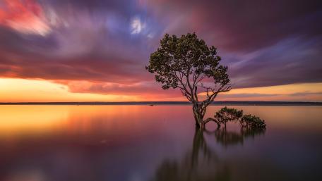 Lone Tree Against a Purple Sunset Sky wallpaper