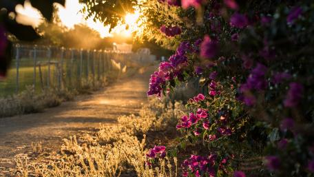 Serene Pathway Amidst Blooming Flowers and Sunlight wallpaper