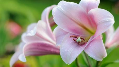 Delicate Pink Lilies with Dew Drops wallpaper