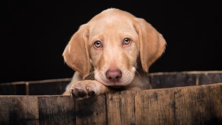 Adorable Puppy Peeking from Barrel wallpaper