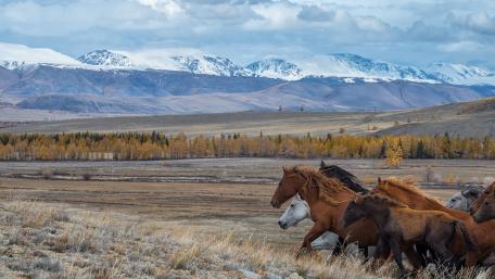 Majestic Horses Running in a Scenic Landscape wallpaper