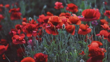 Vibrant Red Poppies in Bloom wallpaper