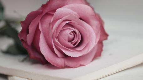 Delicate Pink Rose Blossom Displaying Natural Beauty wallpaper