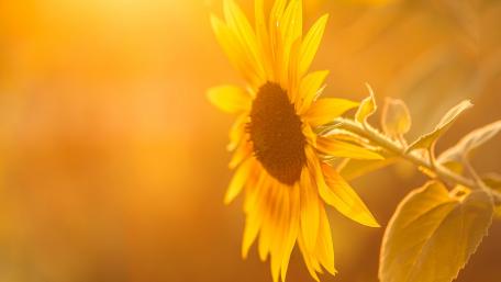 Bright Sunflower in Golden Light wallpaper