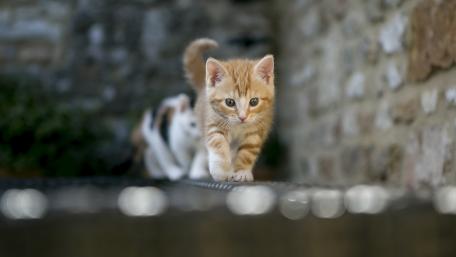 Playful Kittens Exploring Their Surroundings wallpaper