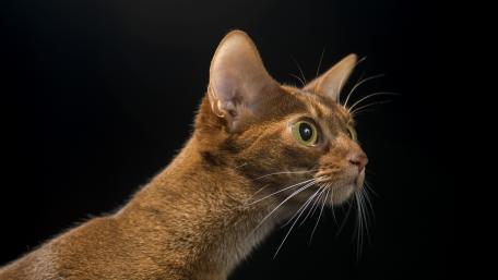Mysterious Feline Gaze wallpaper